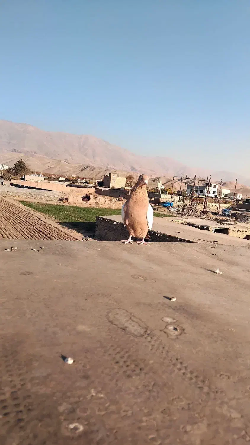 المانی زرد|پرنده|نیشابور, تیپ زرهی ۲۱  امام رضا (ع)|دیوار