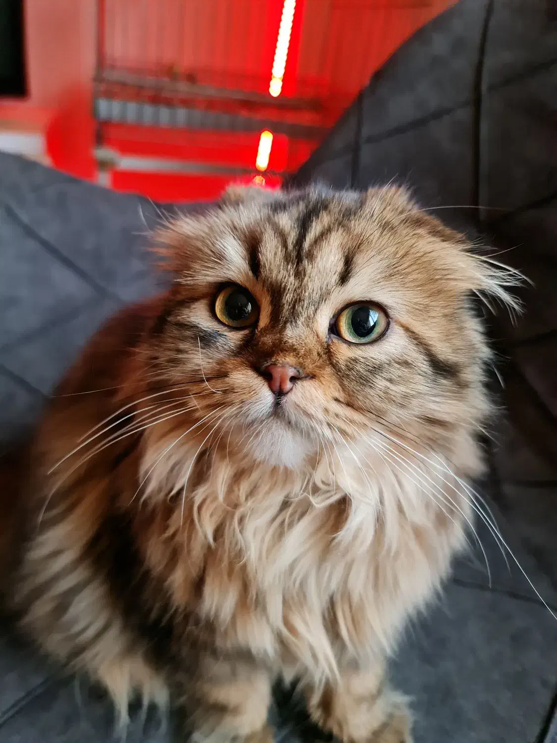 نارنجی ماده نر لانگهیر|گربه|پرند, فاز ۶|دیوار