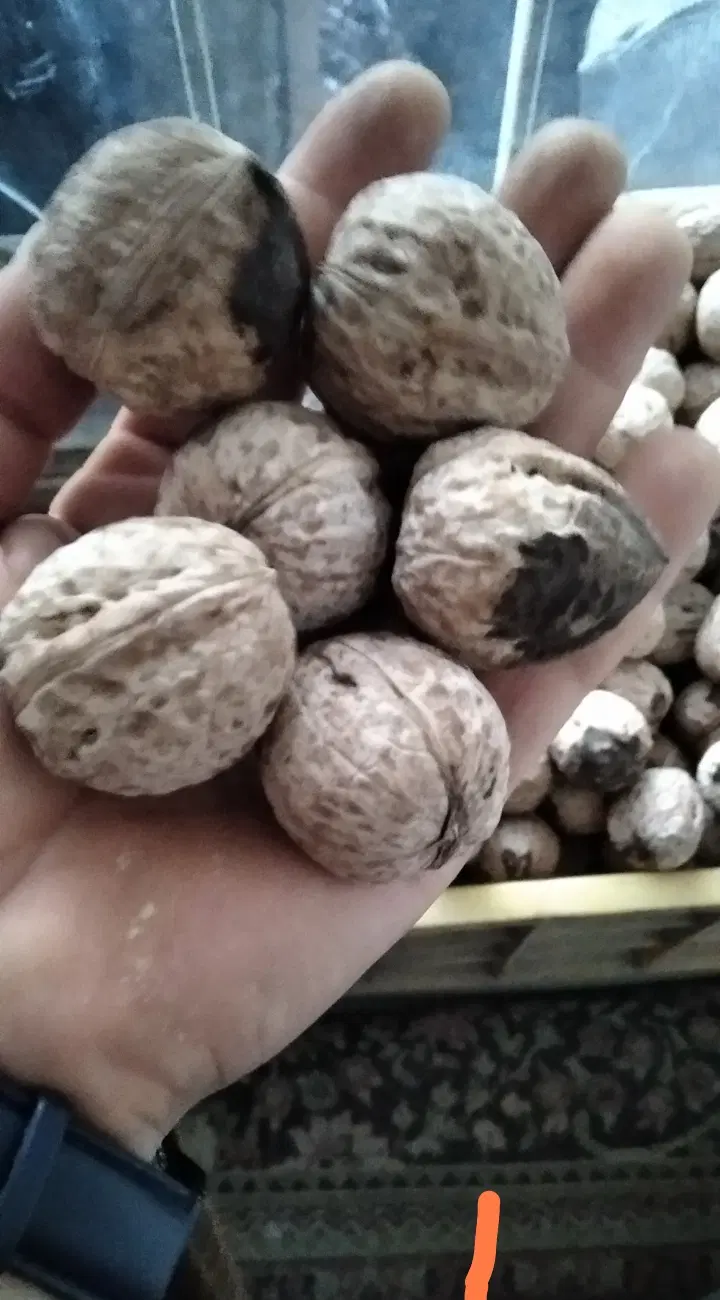 گردو|خوردنی و آشامیدنی|گلبهار, شهر جدید گلبهار|دیوار