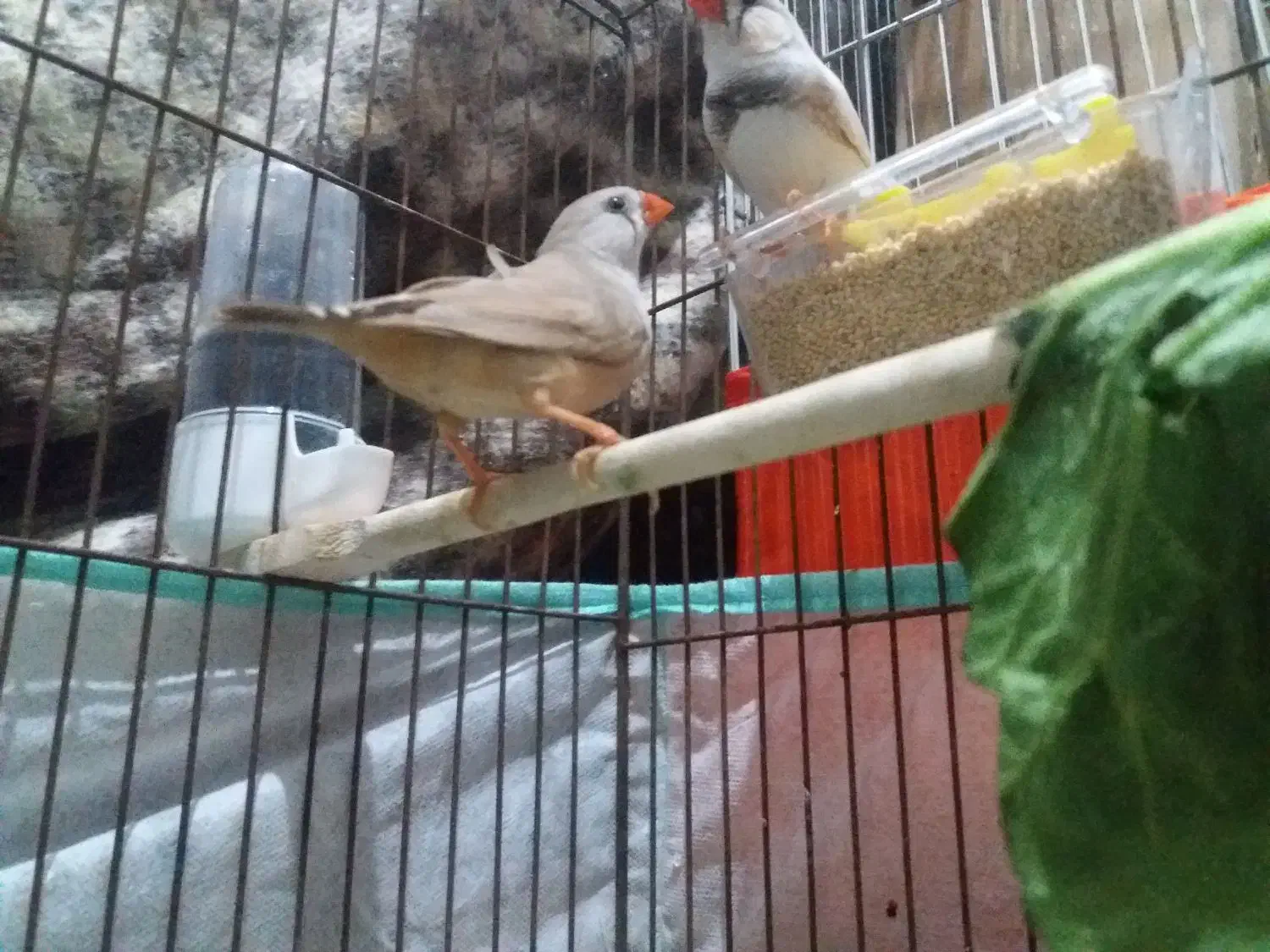 پرنده خوب فنج|پرنده|سرپل ذهاب, |دیوار