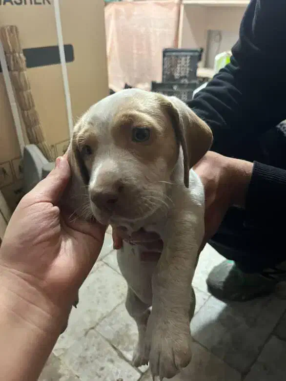 سگ شکاری پوینتر المانی|سگ|ساری, |دیوار