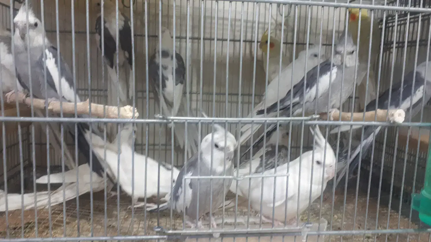 جفت عروس هلندی مولد|پرنده|برخوار, |دیوار