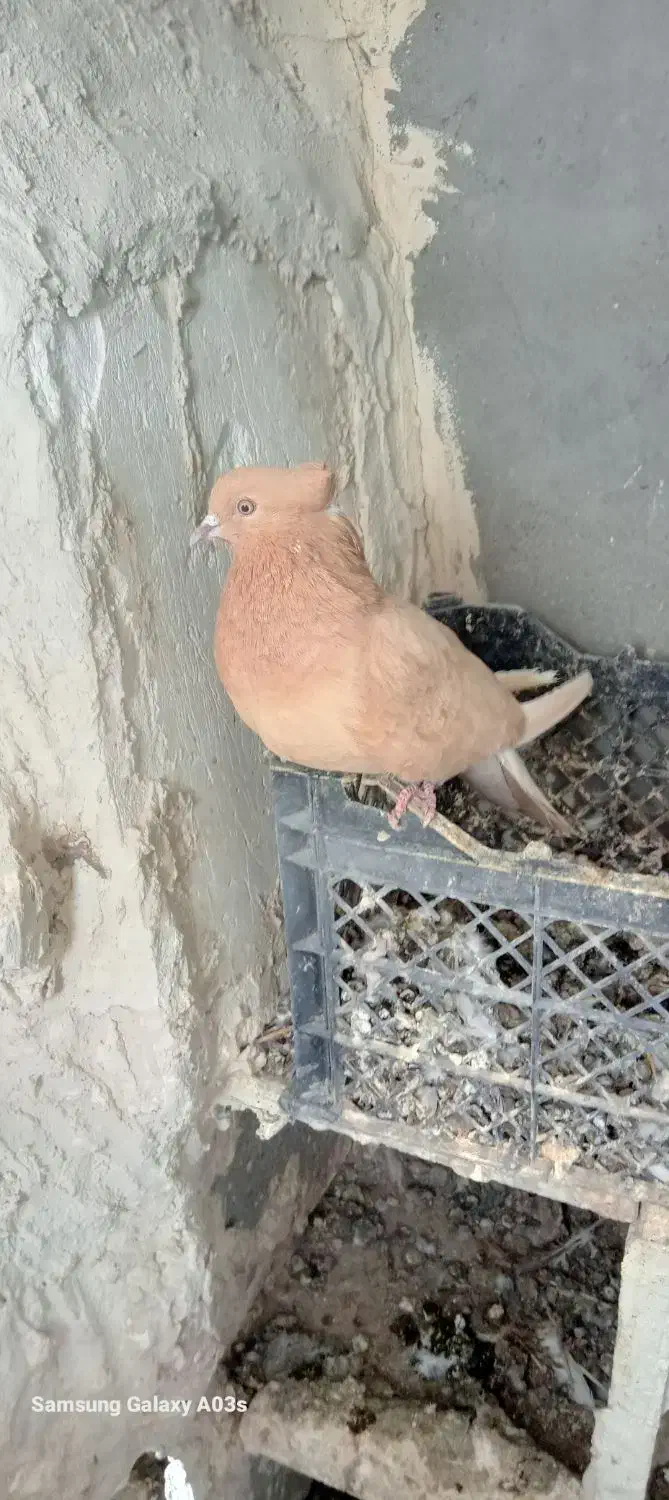 کفتر|پرنده|اردبیل, |دیوار