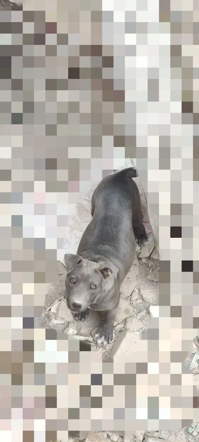 توله پیتبول|سگ|رباطکریم, الارد|دیوار