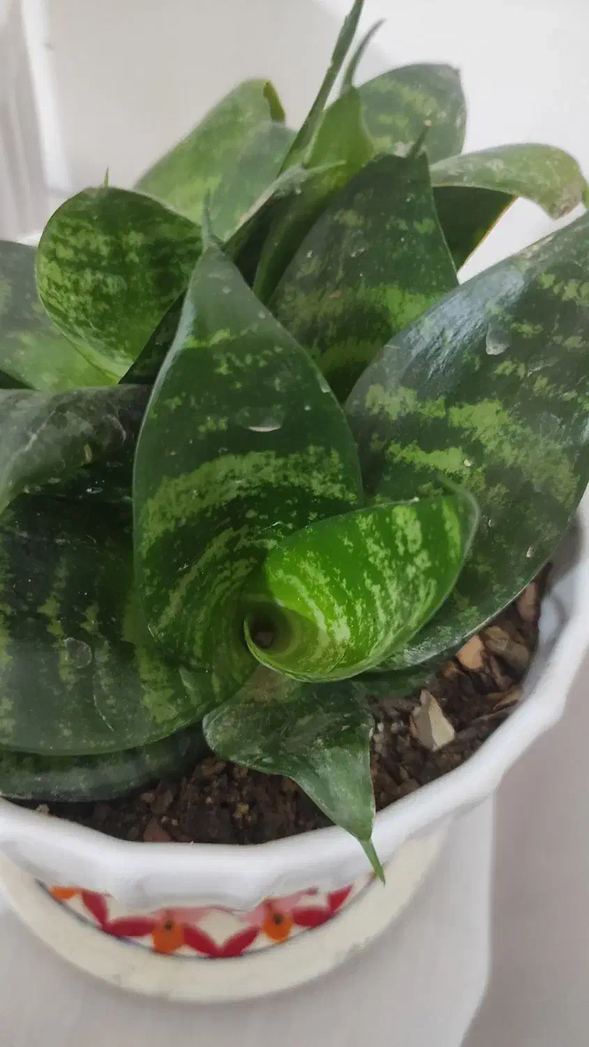 گل سانسوریا پا کوتاه|گل و گیاه طبیعی|کرج, باغستان|دیوار