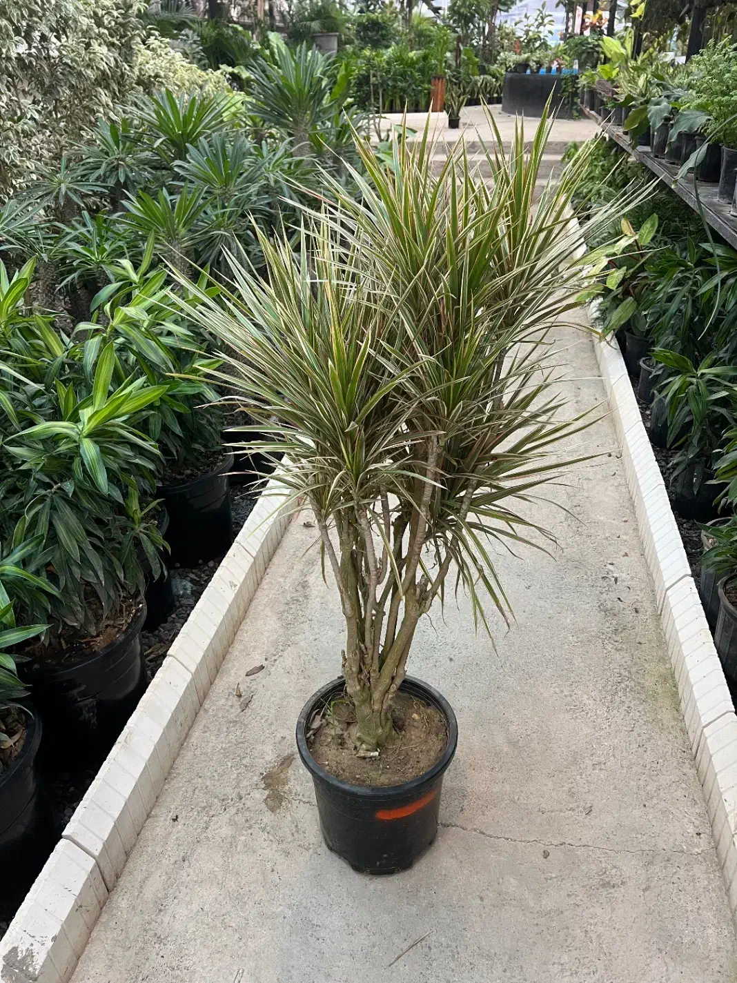 گل دراسینا چندشاخه بزرگ|گل و گیاه طبیعی|رشت, بیجارپس|دیوار