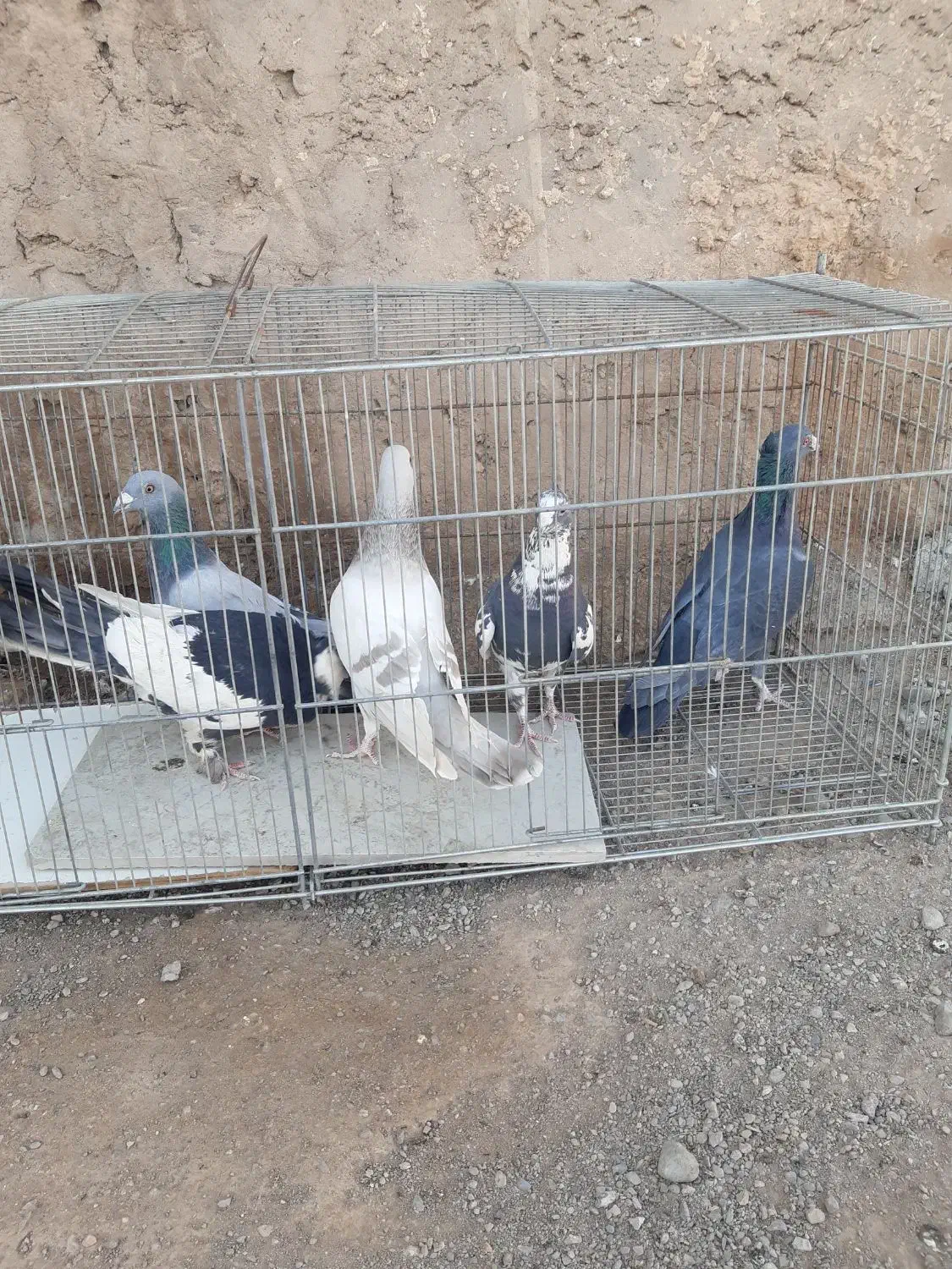 پرنده|پرنده|کرمان, |دیوار