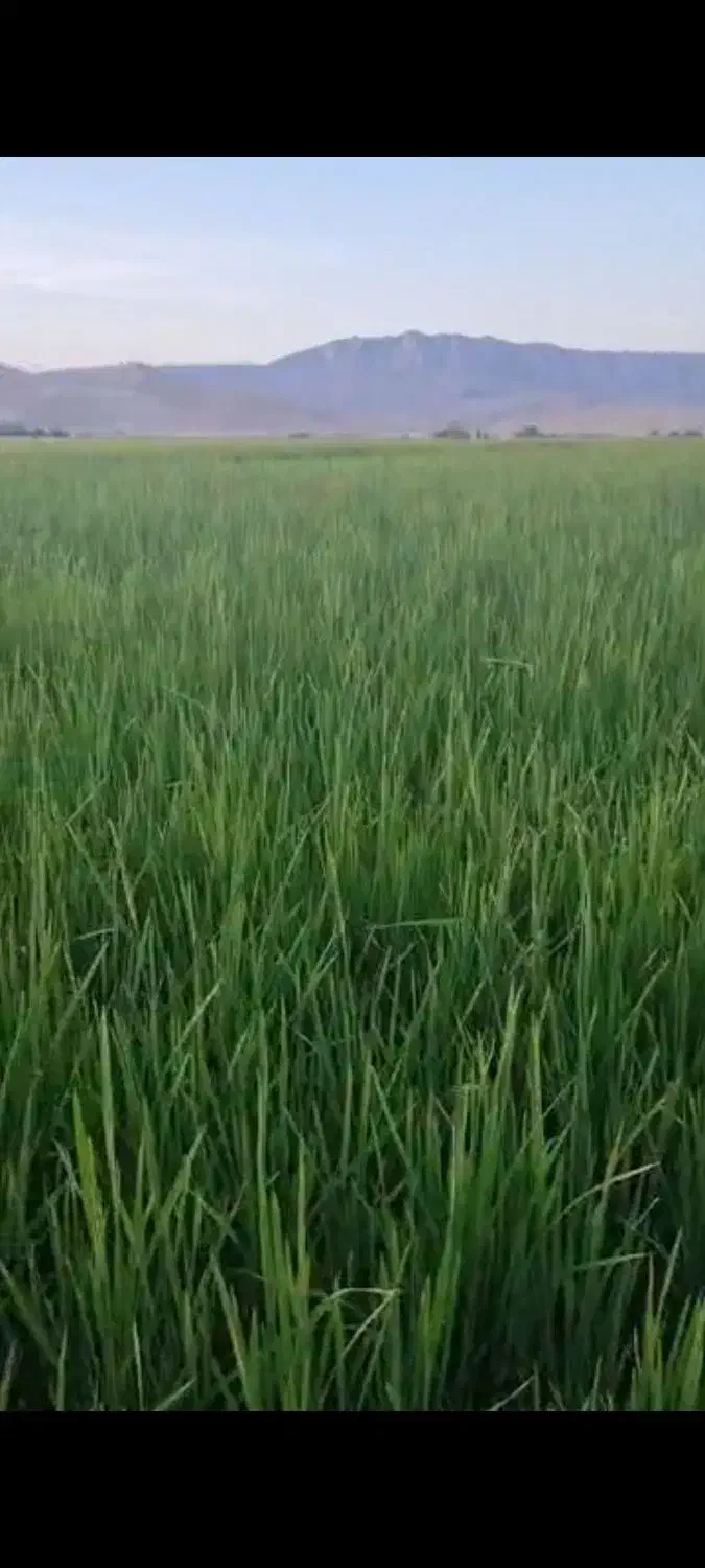 فروش زمین کشاورزی بیضاء|فروش دفتر صنعتی، کشاورزی، تجاری|بانش, |دیوار