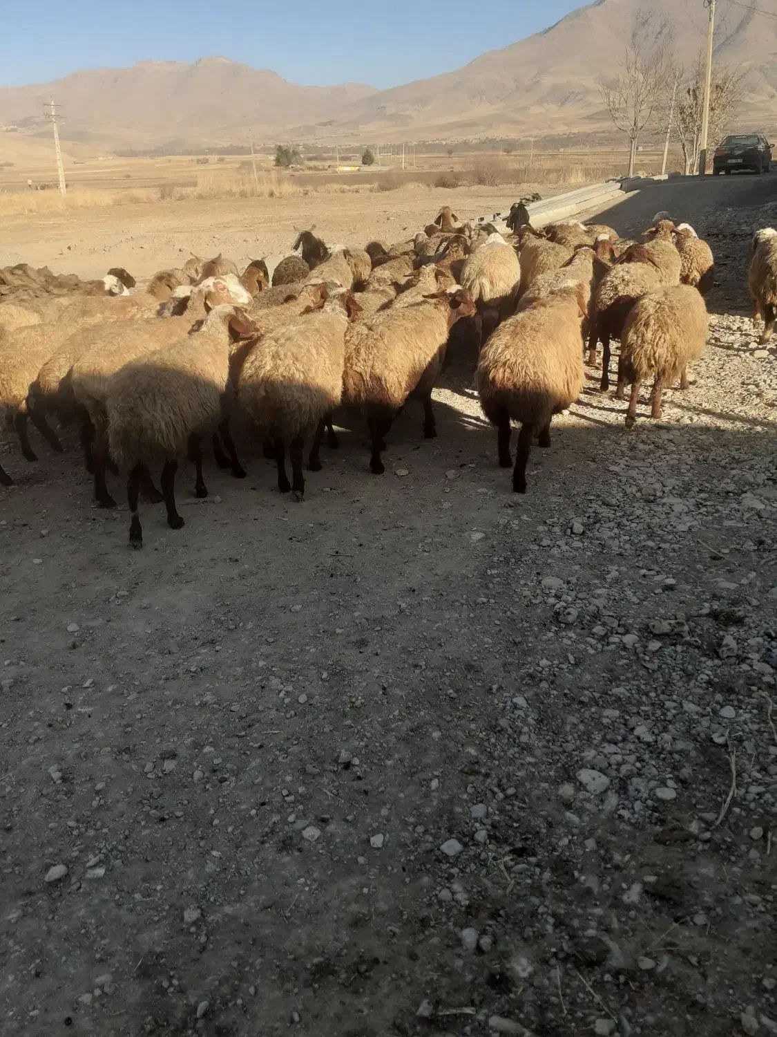 میش ابستن|حیوانات مزرعه|صحنه, |دیوار