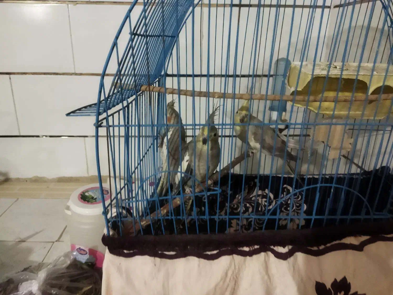 عروس هلندی|پرنده|جوادآباد, |دیوار