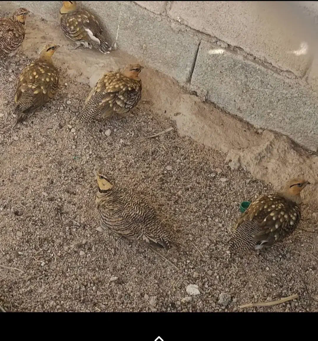 بلدرچین|پرنده|شیراز, شهرک رضوان|دیوار