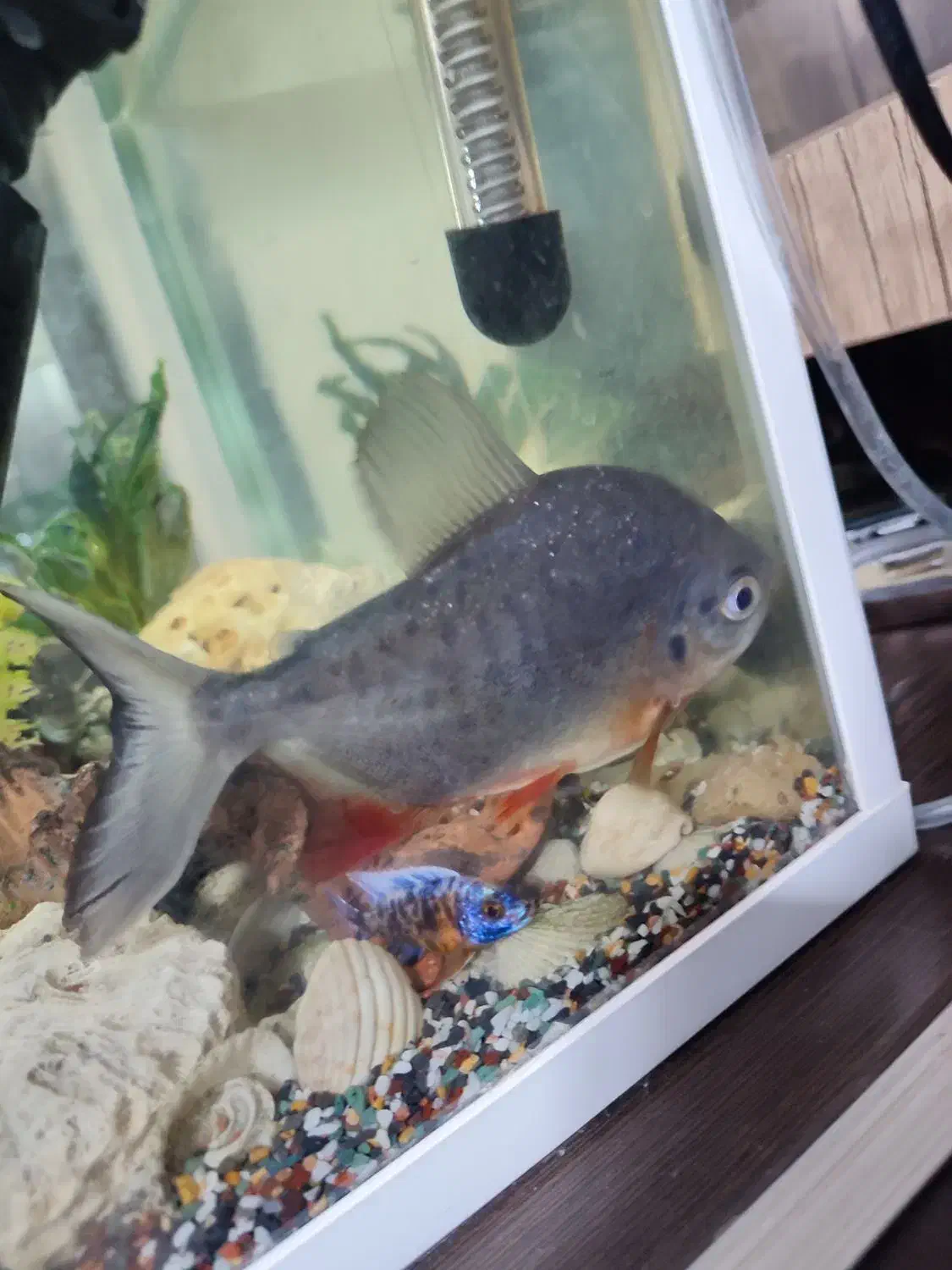 ماهی|ماهی|زاهدان, |دیوار