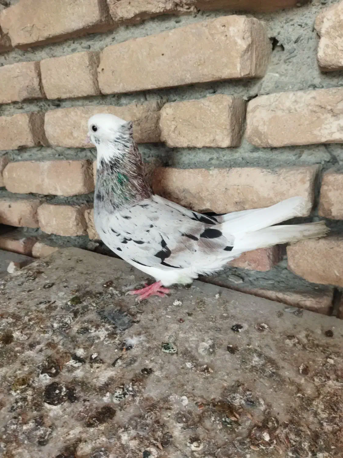 کبوتر سرور|پرنده|گمیشان, |دیوار