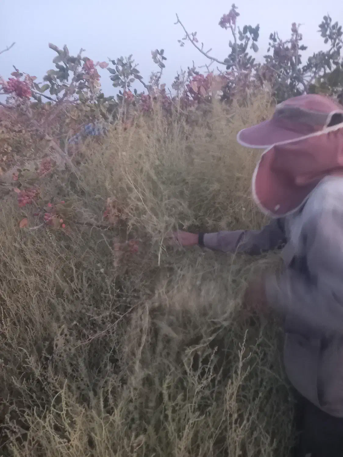 خریدچوب|خدمات باغبانی و درختکاری|شهر بابک, |دیوار