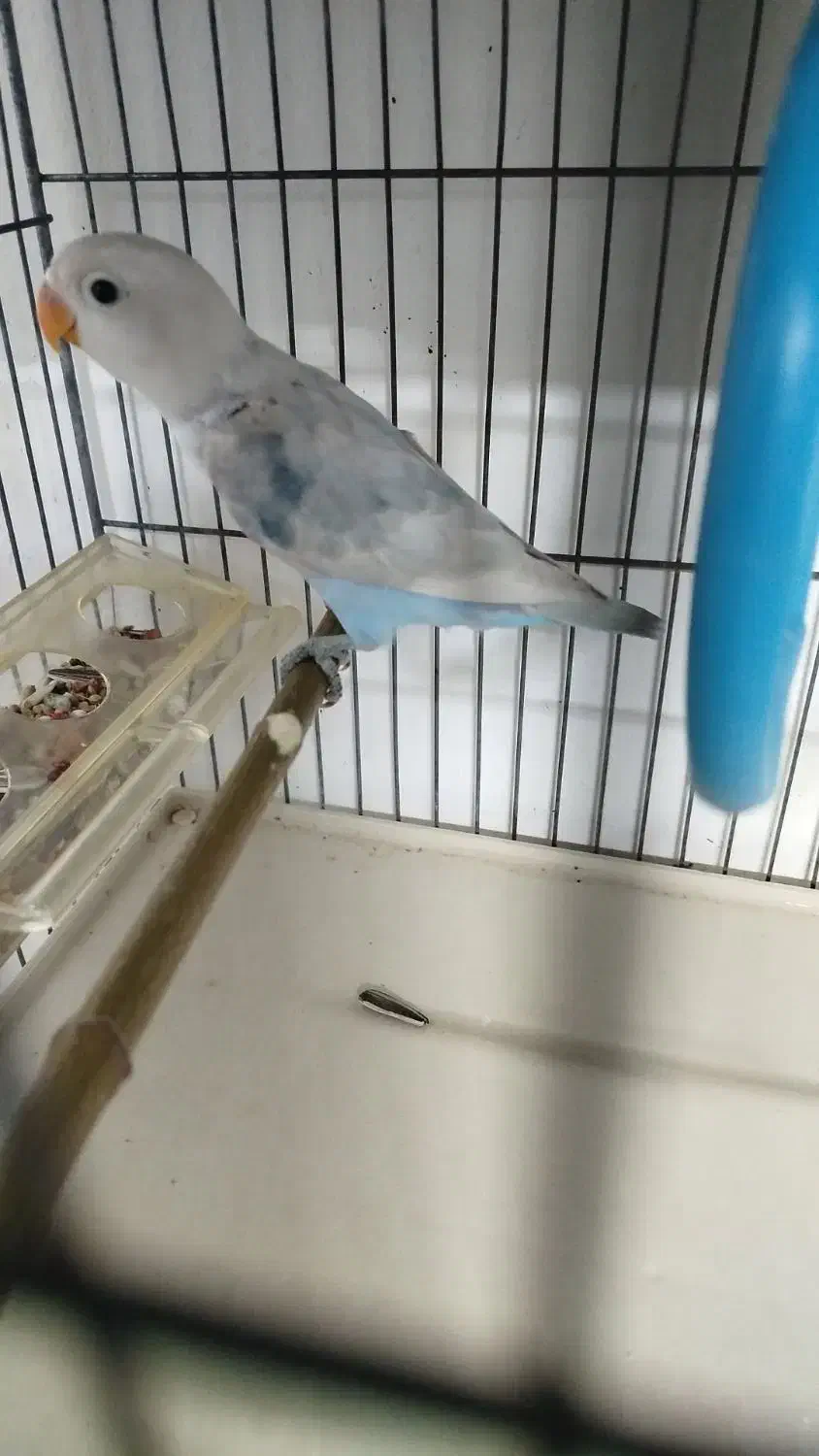 کوتوله برزیلی|پرنده|شیراز, غدیر شمالی|دیوار