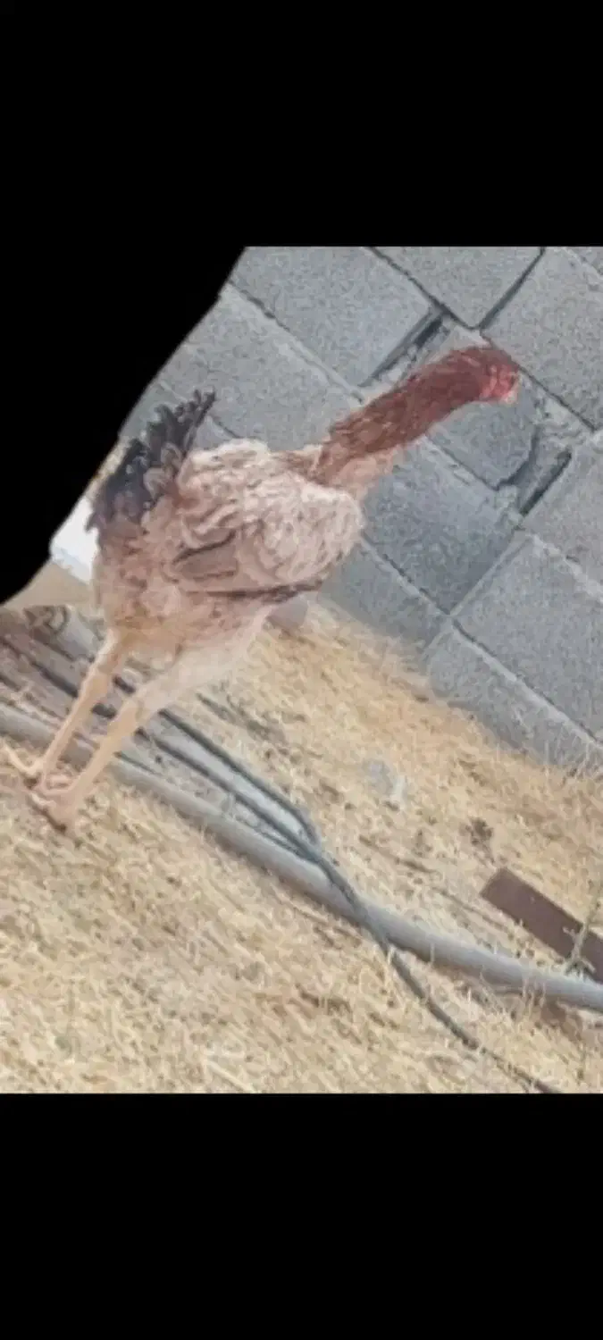 فروش مرغ لاری و فریح|حیوانات مزرعه|ورزقان, |دیوار