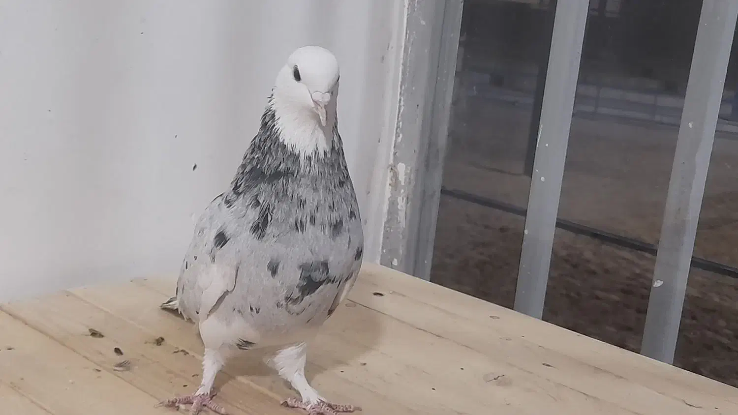 تهرانی شازده ماده هما سرور پرشی|پرنده|برخوار, |دیوار