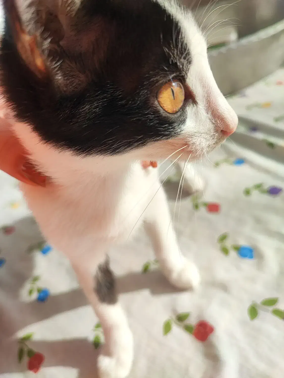 واگذاری|گربه|رشت, منظریه|دیوار