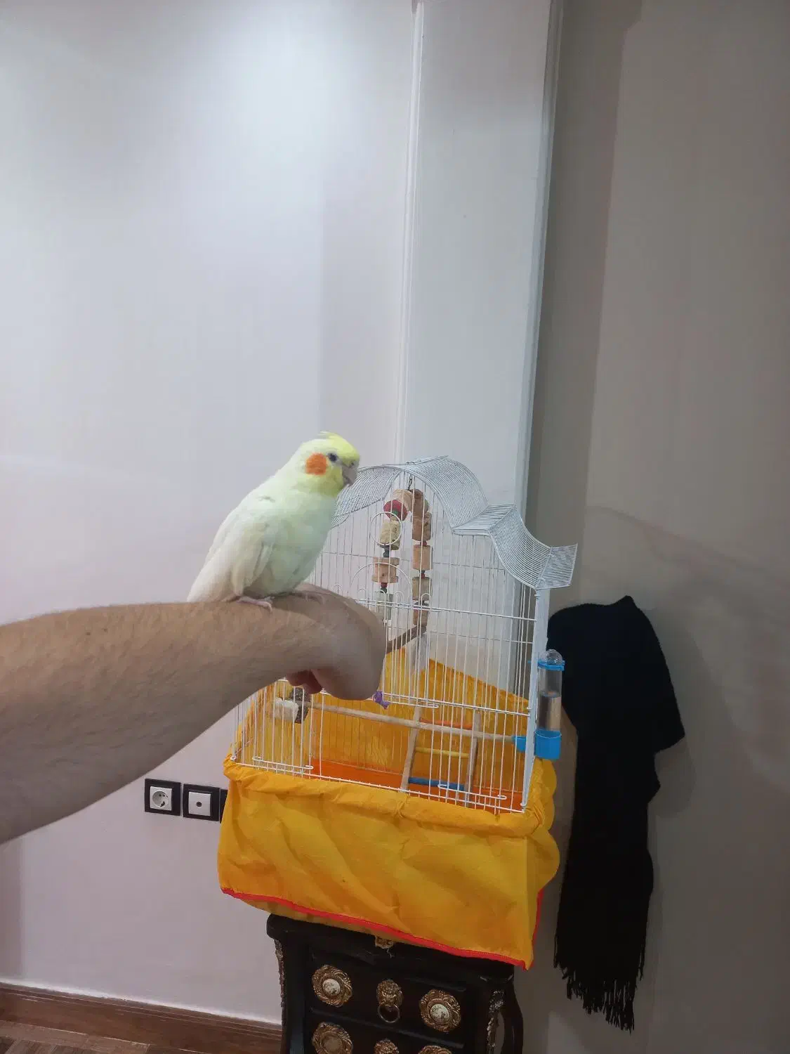 عروس هلندی ماده آماده جفت‌گیری سالم|پرنده|کرج, خرمدشت|دیوار