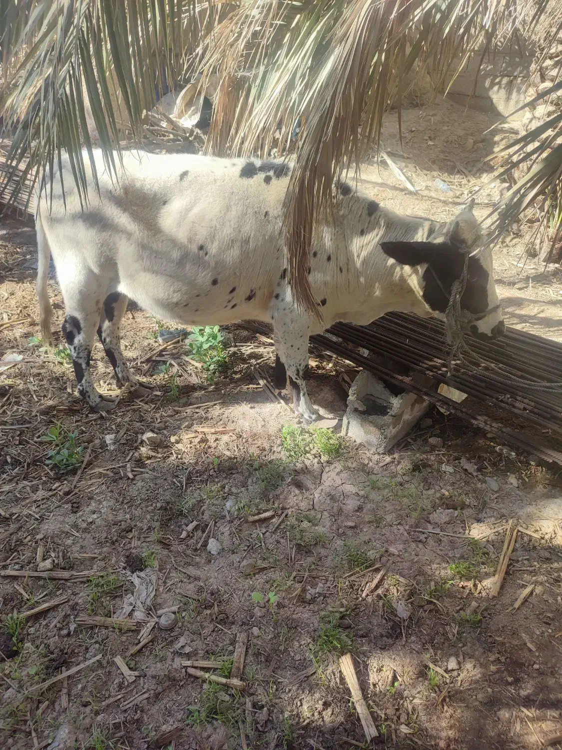 فروش گاو|حیوانات مزرعه|مهرستان, |دیوار