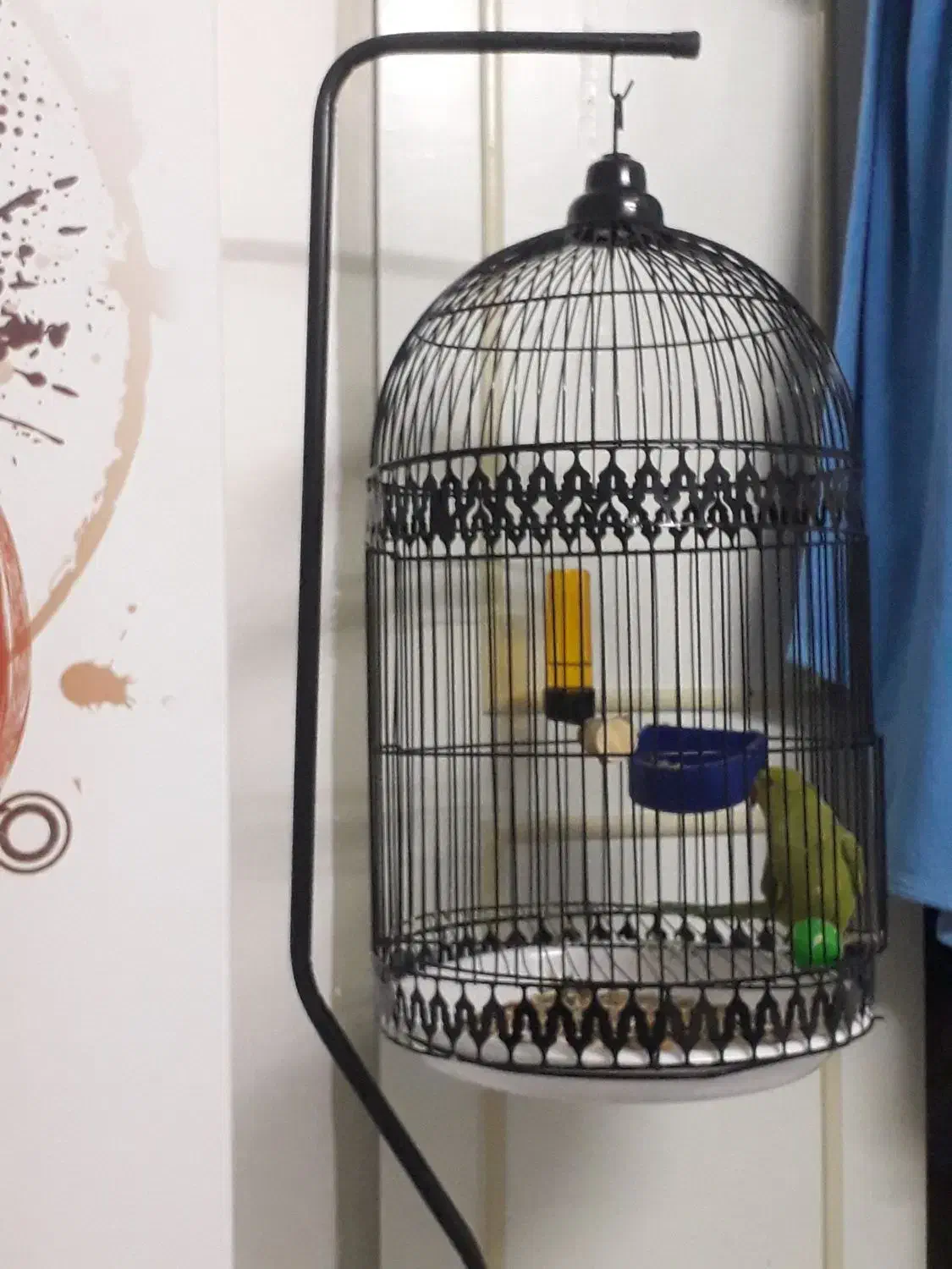 طوطی نر|پرنده|بیرجند, |دیوار