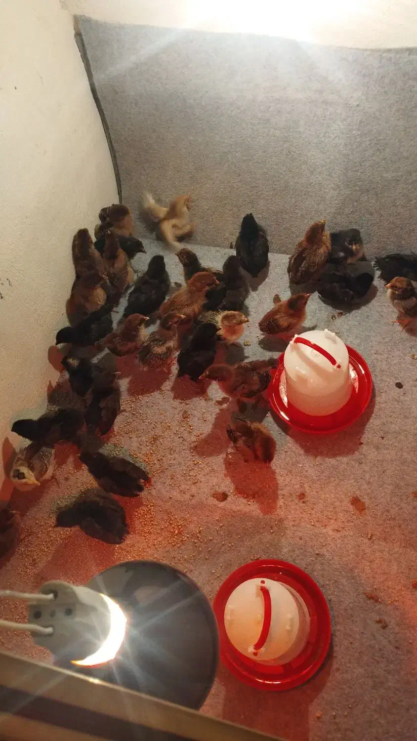 جوجه یک روزه تا یک ماهه|حیوانات مزرعه|شیراز, پودنک|دیوار