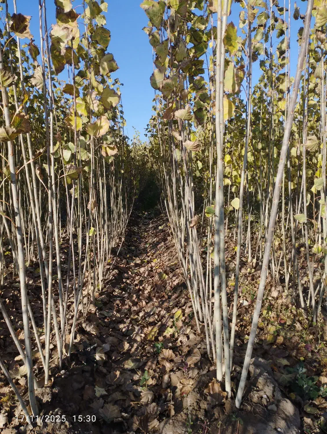 نهال صنوبر|خدمات باغبانی و درختکاری|صوفیان, |دیوار