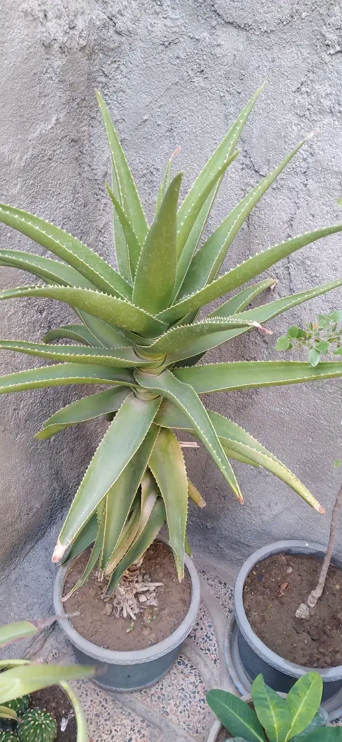 گلهای شاداب وزیبا|گل و گیاه طبیعی|خوی, |دیوار