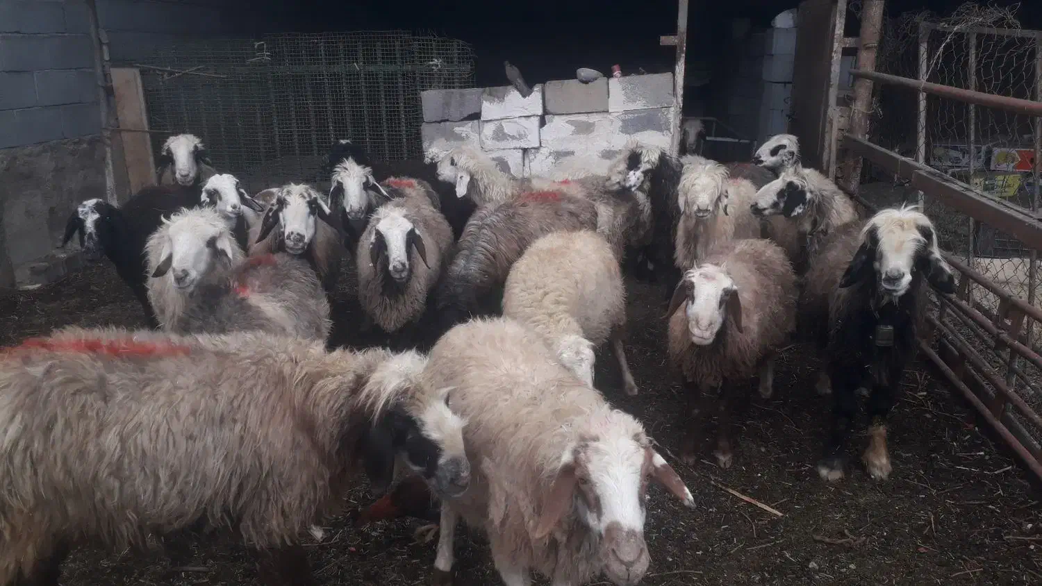 میش ابسن فروشی|حیوانات مزرعه|شهرضا, |دیوار