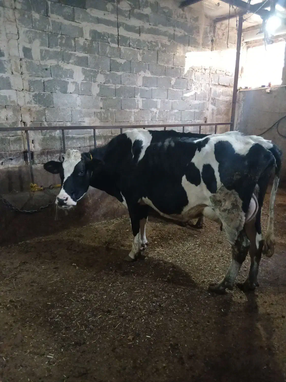 گاوشیری|حیوانات مزرعه|مهربان, |دیوار