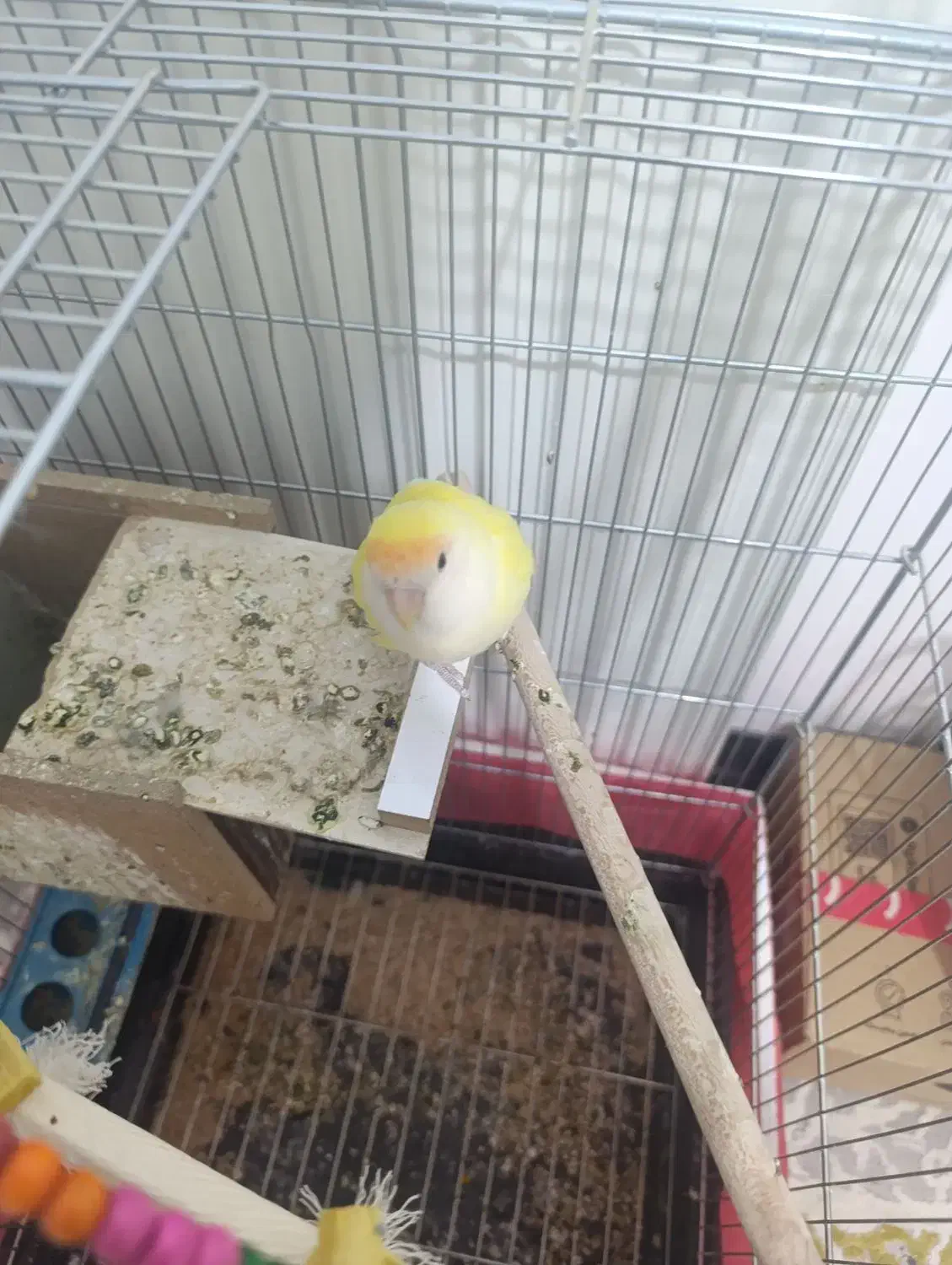 یک جف کوتوله برزیلی ب شرط مولد|پرنده|شهرکرد, |دیوار