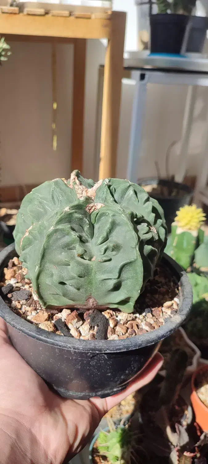 گل خونگی|گل و گیاه طبیعی|دهگلان, |دیوار