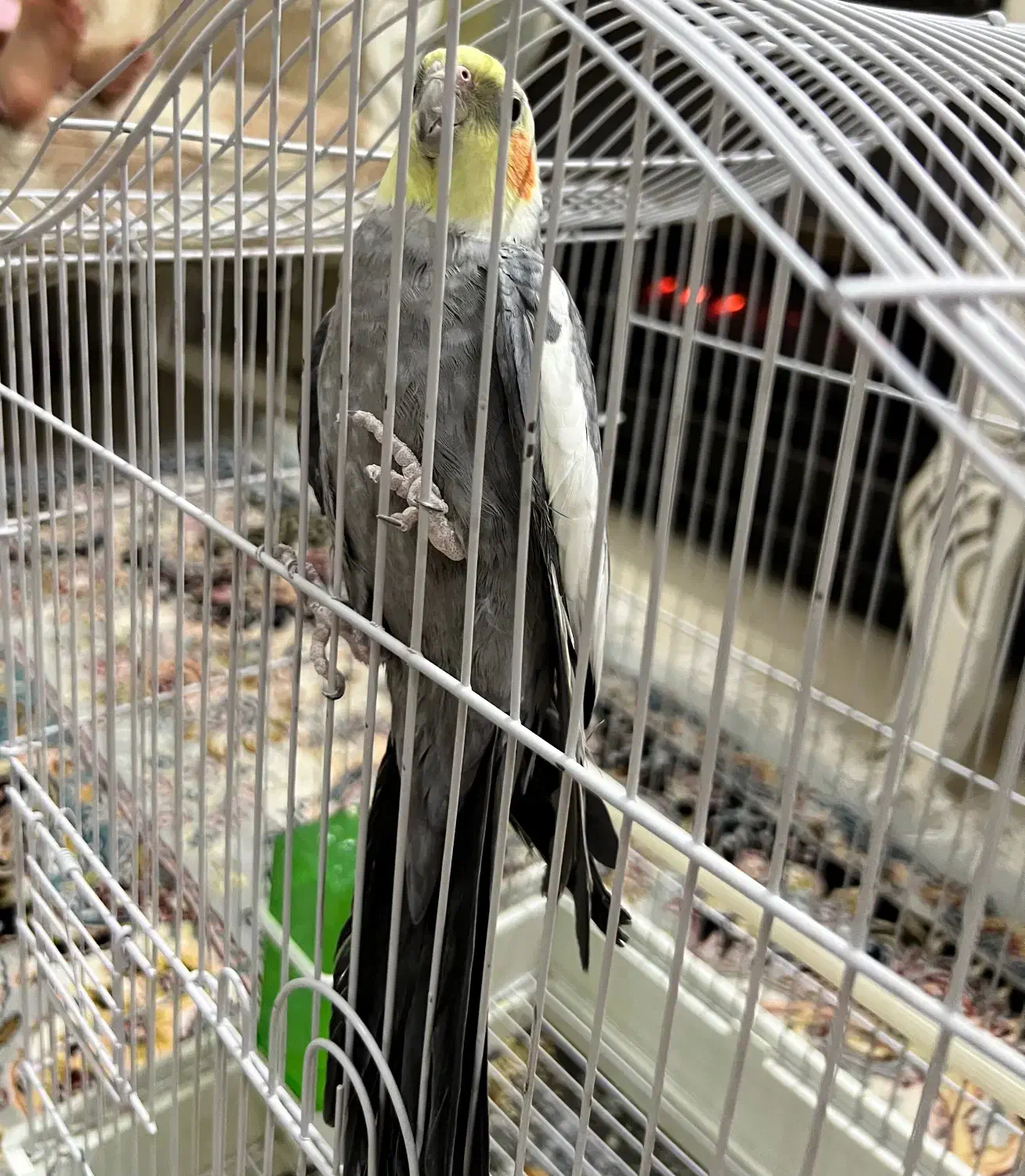 پرنده|پرنده|سبزوار, فرهنگیان|دیوار