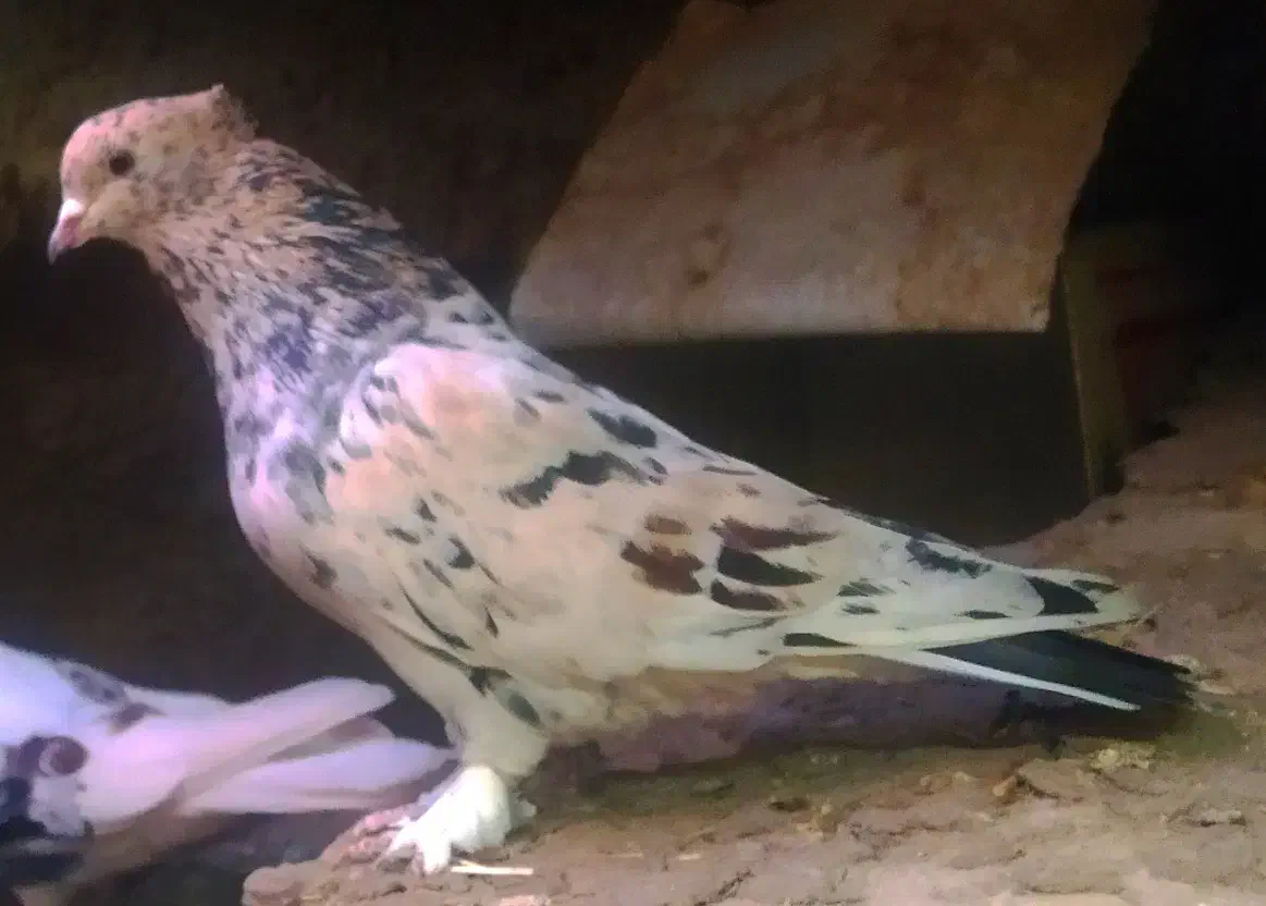 معاوضه دارم|حیوانات|محلات, |دیوار