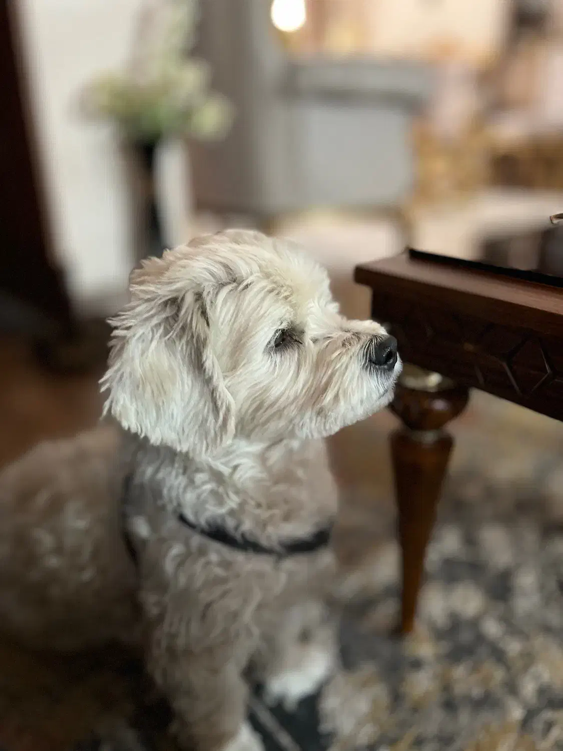 توله سگ شیتزو برای واگذاری|سگ|تربت جام, پاسداران|دیوار