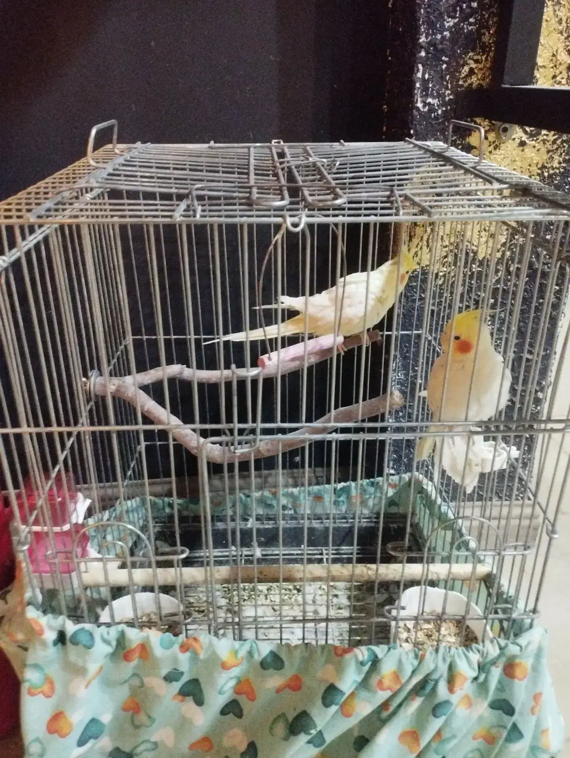 2جفت عروس هلندی مولد|پرنده|قرچک, مهدیه|دیوار