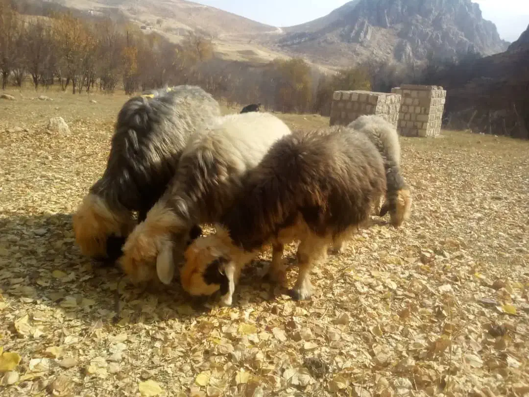 حیوان|حیوانات مزرعه|صمصامی, |دیوار