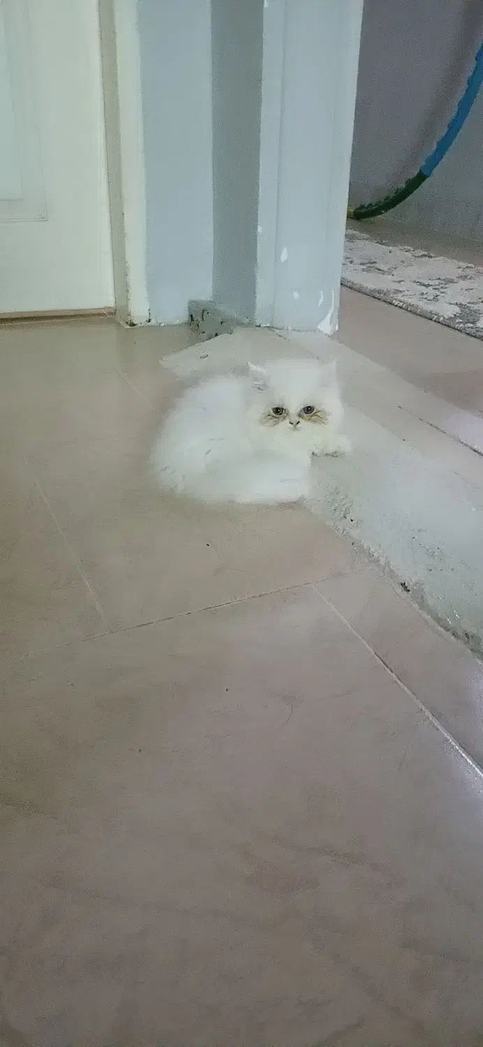 بچه گربه پرشین اشرافی|گربه|تنکابن, |دیوار