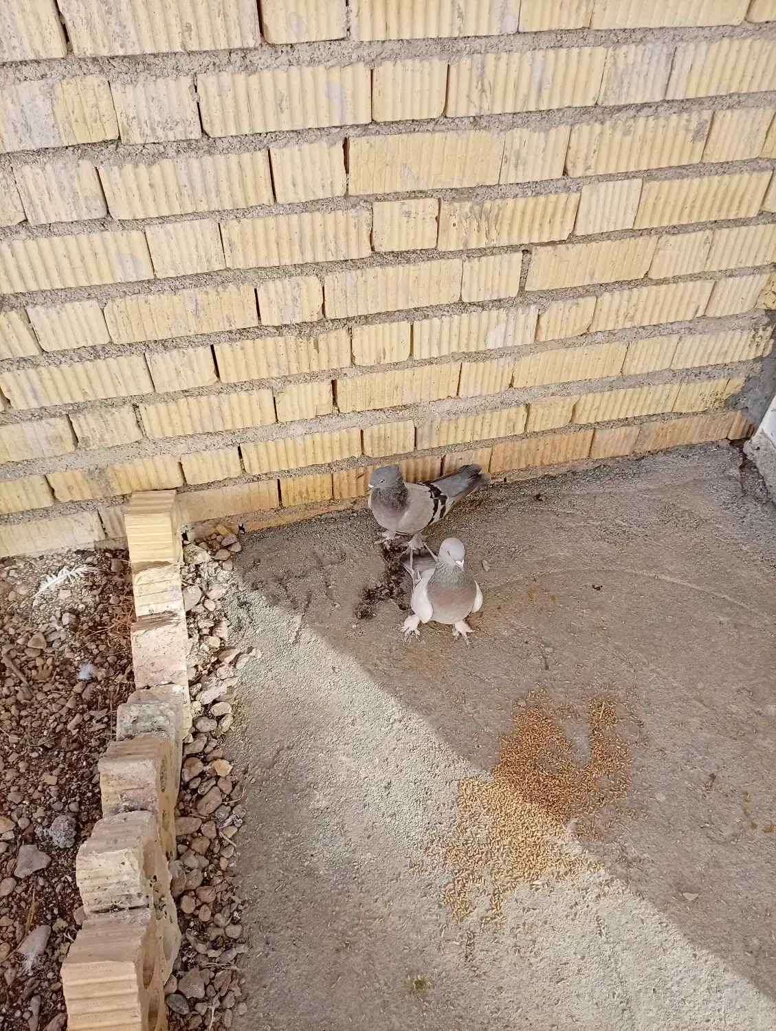 یک‌جفت‌کبوتر‌پلاکی‌به‌شرط|پرنده|اقلید, |دیوار