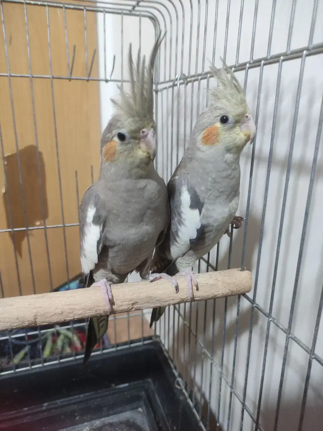 دو عدد عروس هلندی ماده شش ماهه|پرنده|شیراز, فاضل|دیوار