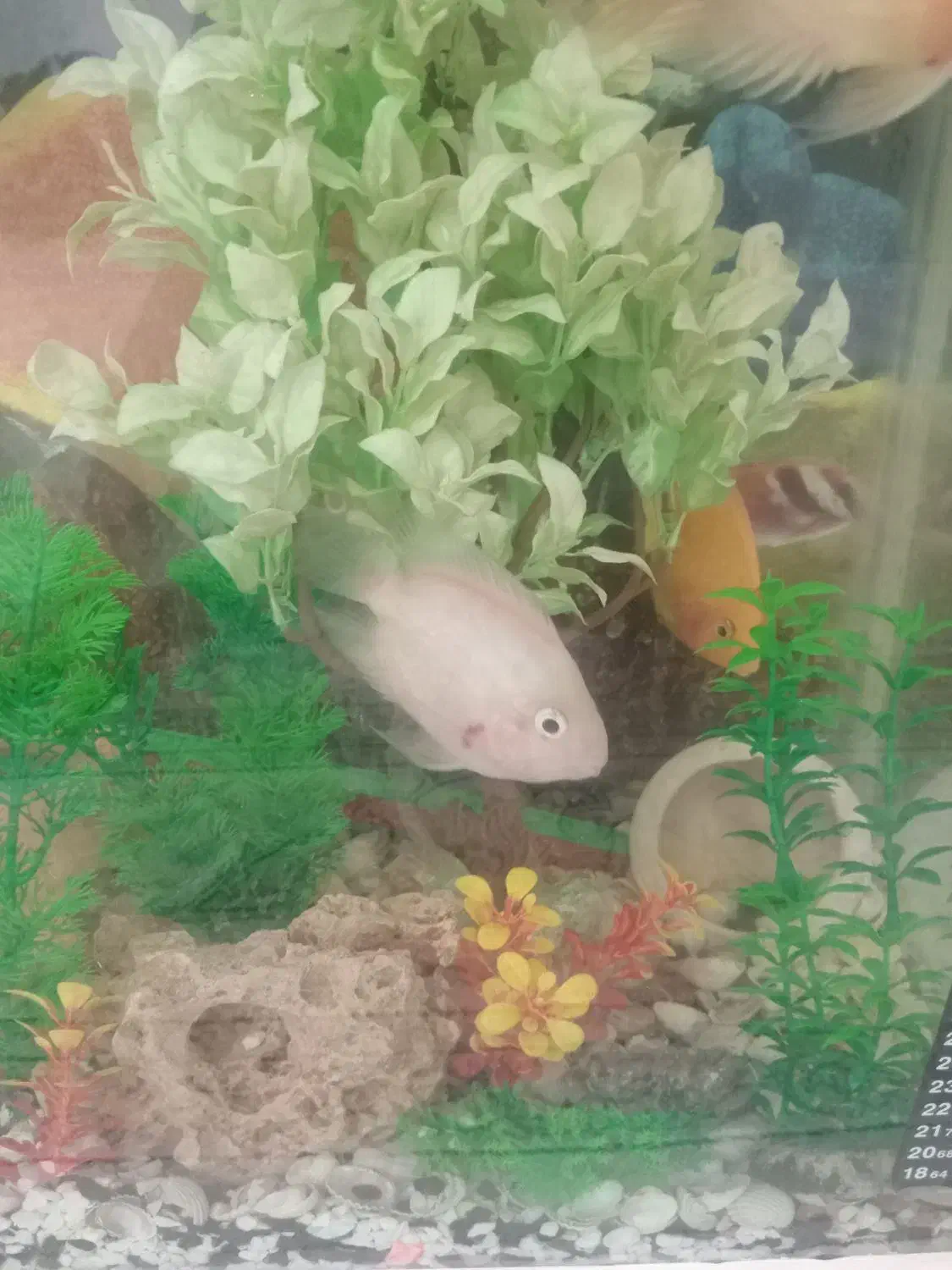 آکواریوم با ماهی پرت ویه دونه فلاور|ماهی|اشتهارد, |دیوار