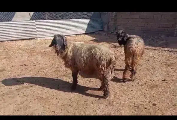 قوچ و بره قوچ|حیوانات مزرعه|شیراز, داریون|دیوار