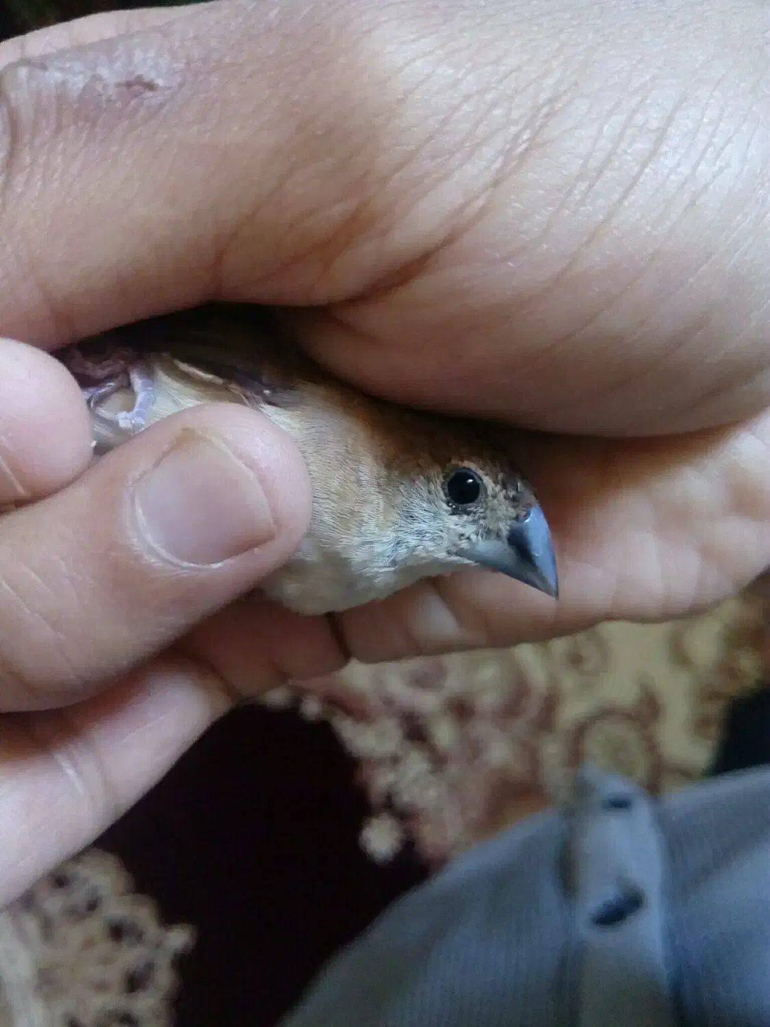 فنچ نیمه دستی مولد|پرنده|تهران, دکتر هوشیار|دیوار