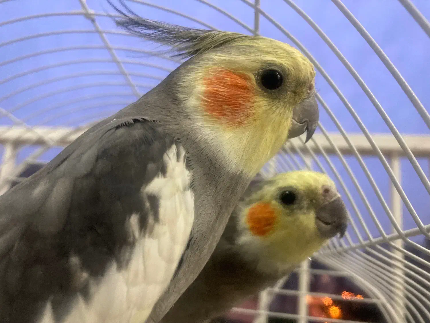 دو عدد عروس هلندی نر و ماده به همراه دو قفس|پرنده|تهران, توحید|دیوار