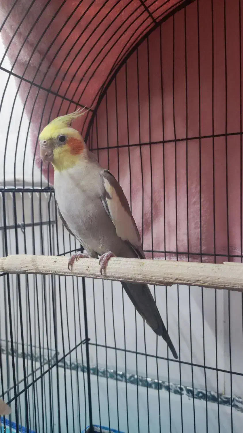 عروس هلندی|پرنده|رودان, |دیوار