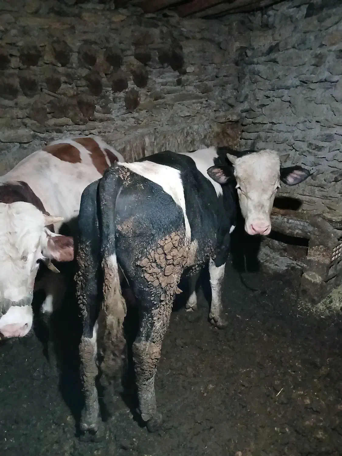 گوساله نر|حیوانات مزرعه|سروآباد, |دیوار