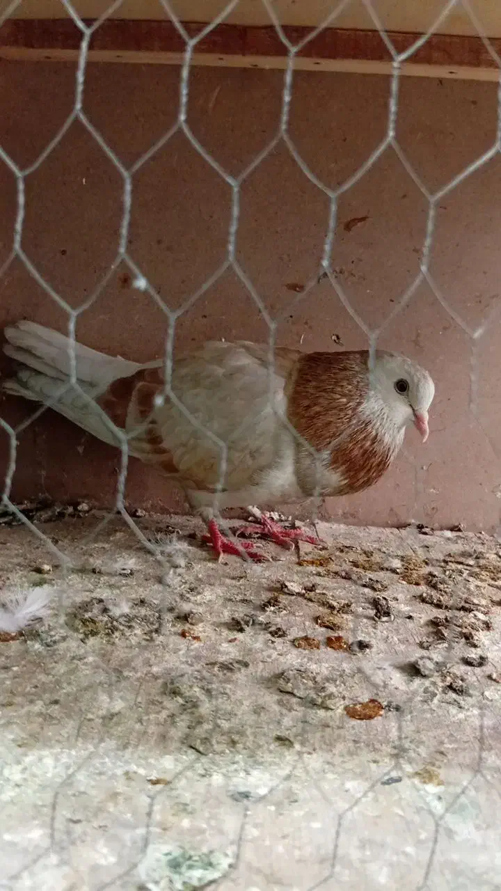 پرنده|پرنده|تهران, شارق|دیوار