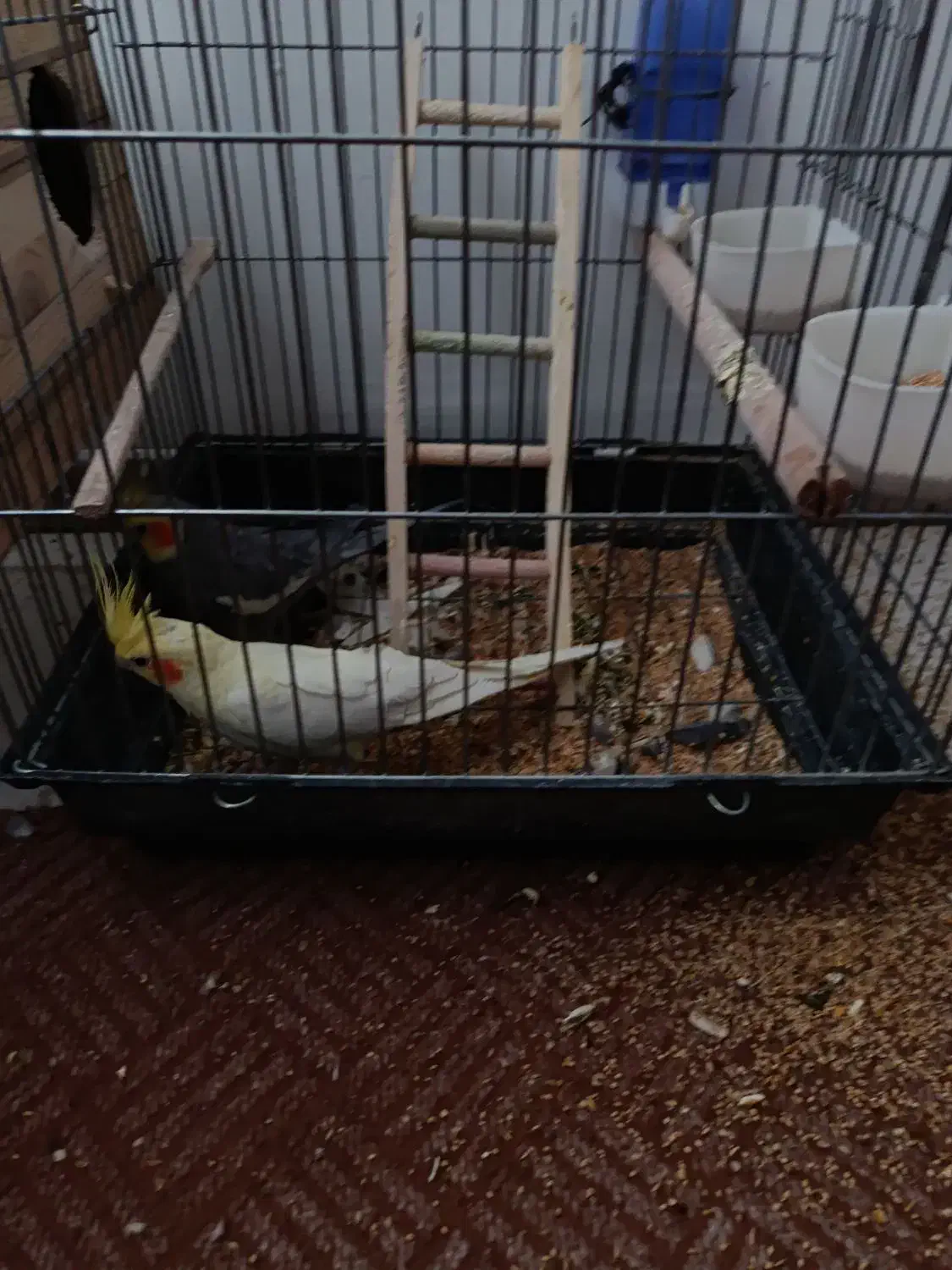 4عروس هلندی و یه دونه جوجه|پرنده|هشتگرد, خور|دیوار