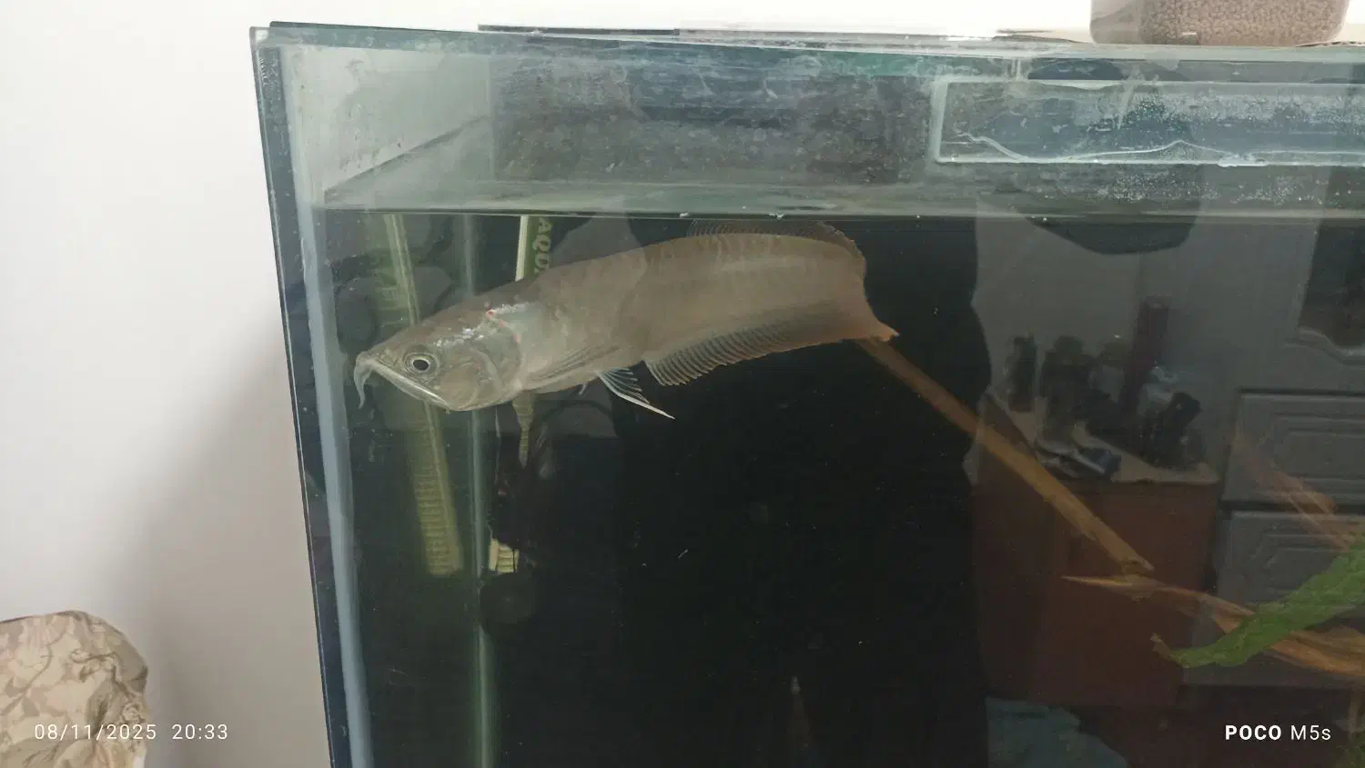 ماهی اروانا|ماهی|خوی, |دیوار