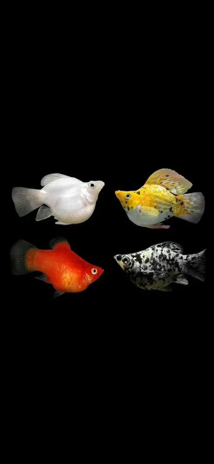 آکواریوم بزرگ خلیج فارس|ماهی|بروجرد, |دیوار